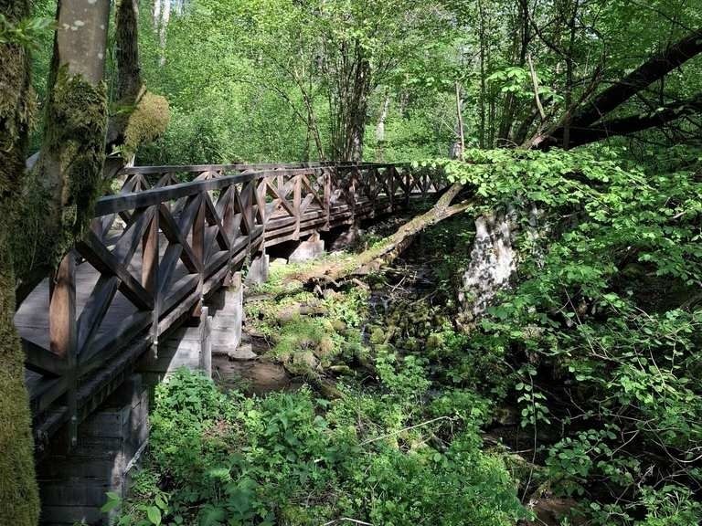 Drewniana kładka nad leśnym strumieniem w zielonej puszczy